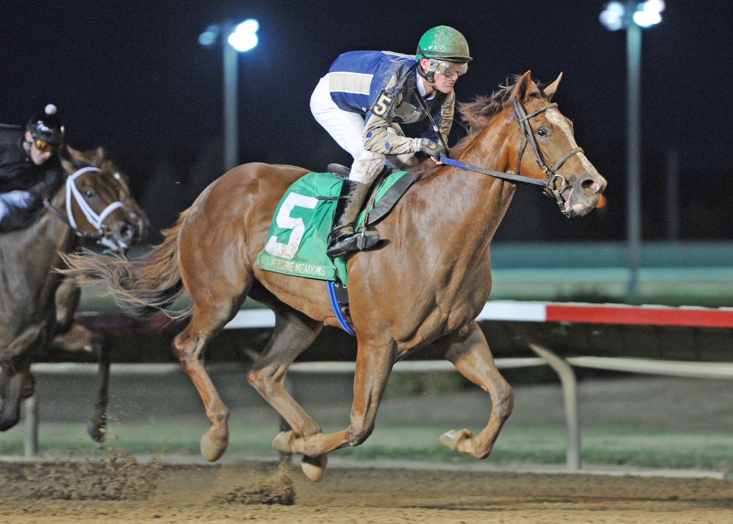 Smack Smack, Prairie Gold Juvenile