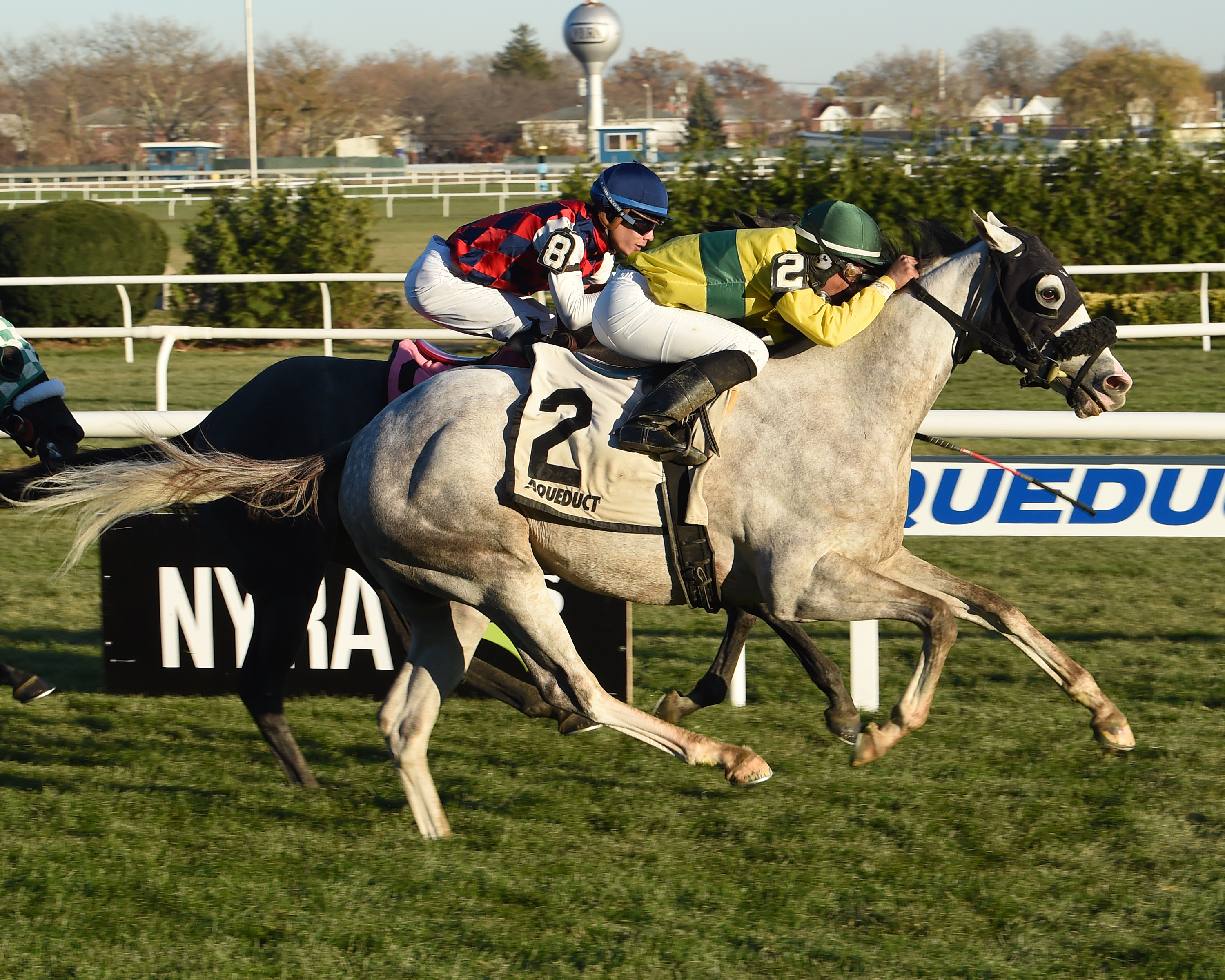 Small Bear wins the 2017 Gio Ponti