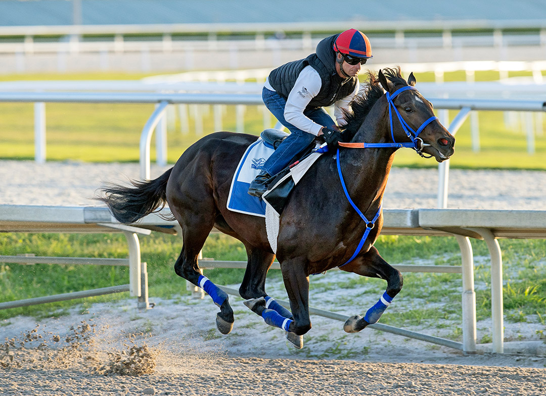 Smile Happy trains at Gulfstream Park on March 27