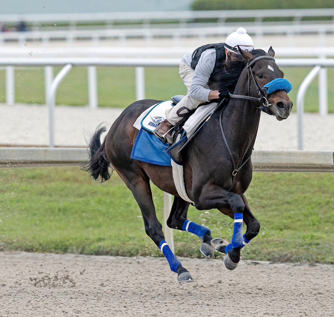 Smile Happy trains at Gulfstream Park on Jan. 23