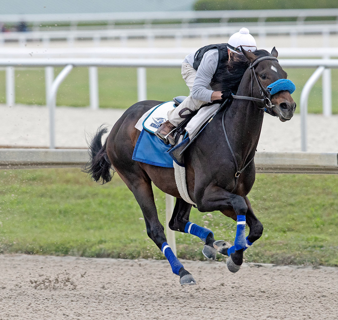 Smile Happy trains at Gulfstream Park on Jan. 23