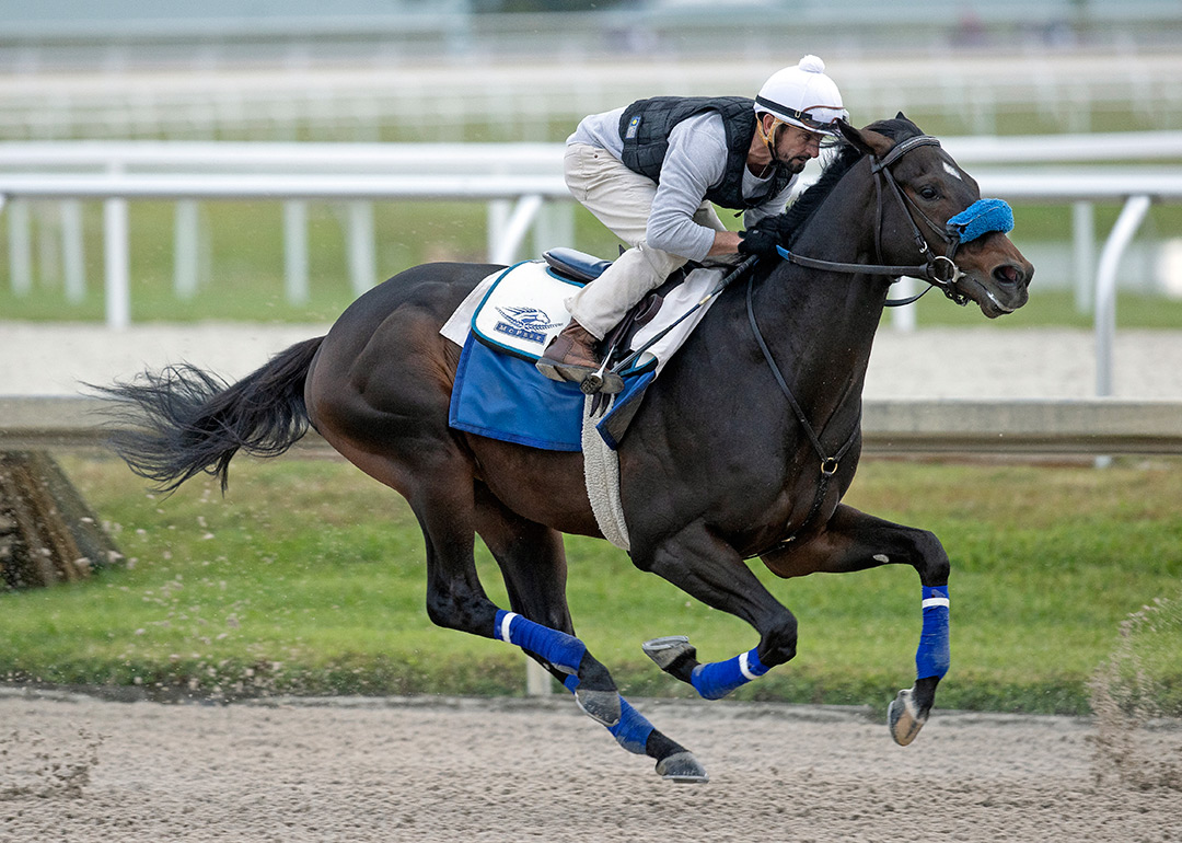 Smile Happy trains at Gulfstream Park on Jan. 23