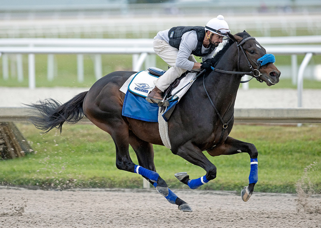 Smile Happy trains at Gulfstream Park on Jan. 23