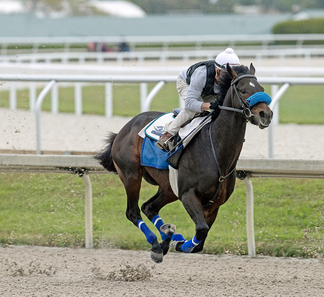 Smile Happy trains at Gulfstream Park on Jan. 23
