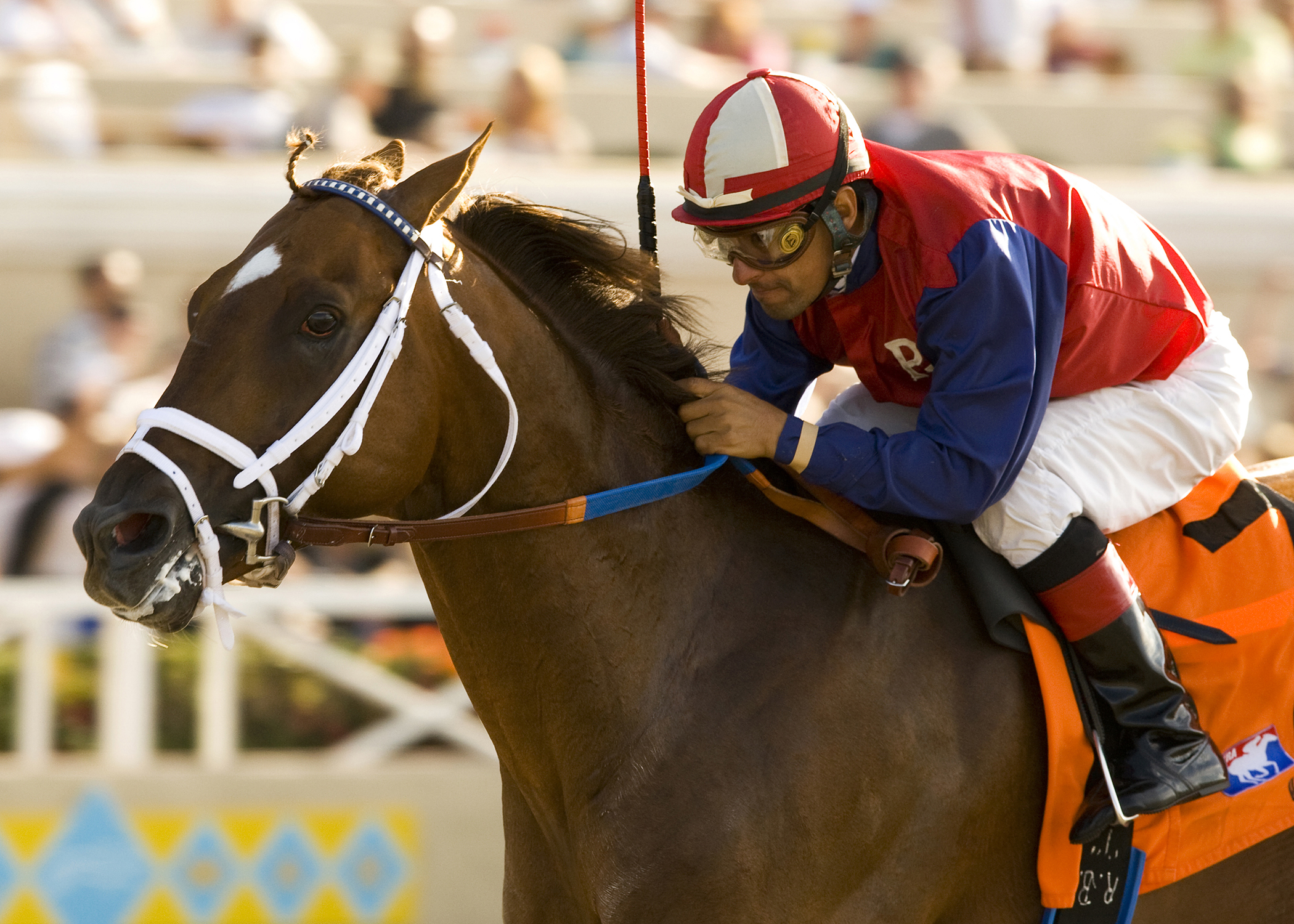Smiling Tiger - Eclipse Awards