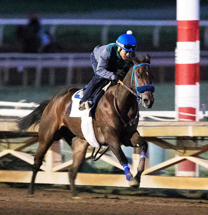 Smiling Annie trains at Santa Anita Park in October 2019