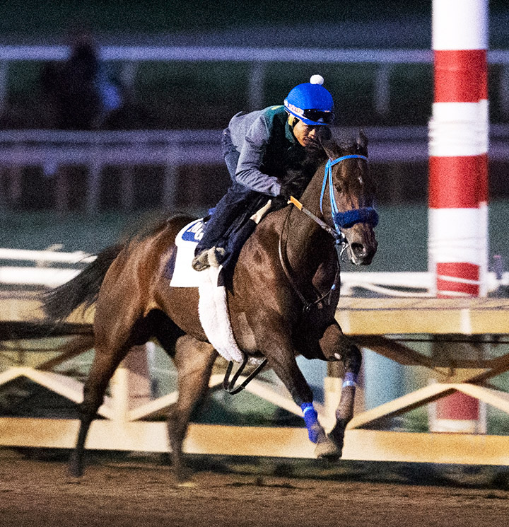 Smiling Annie trains at Santa Anita Park in October 2019