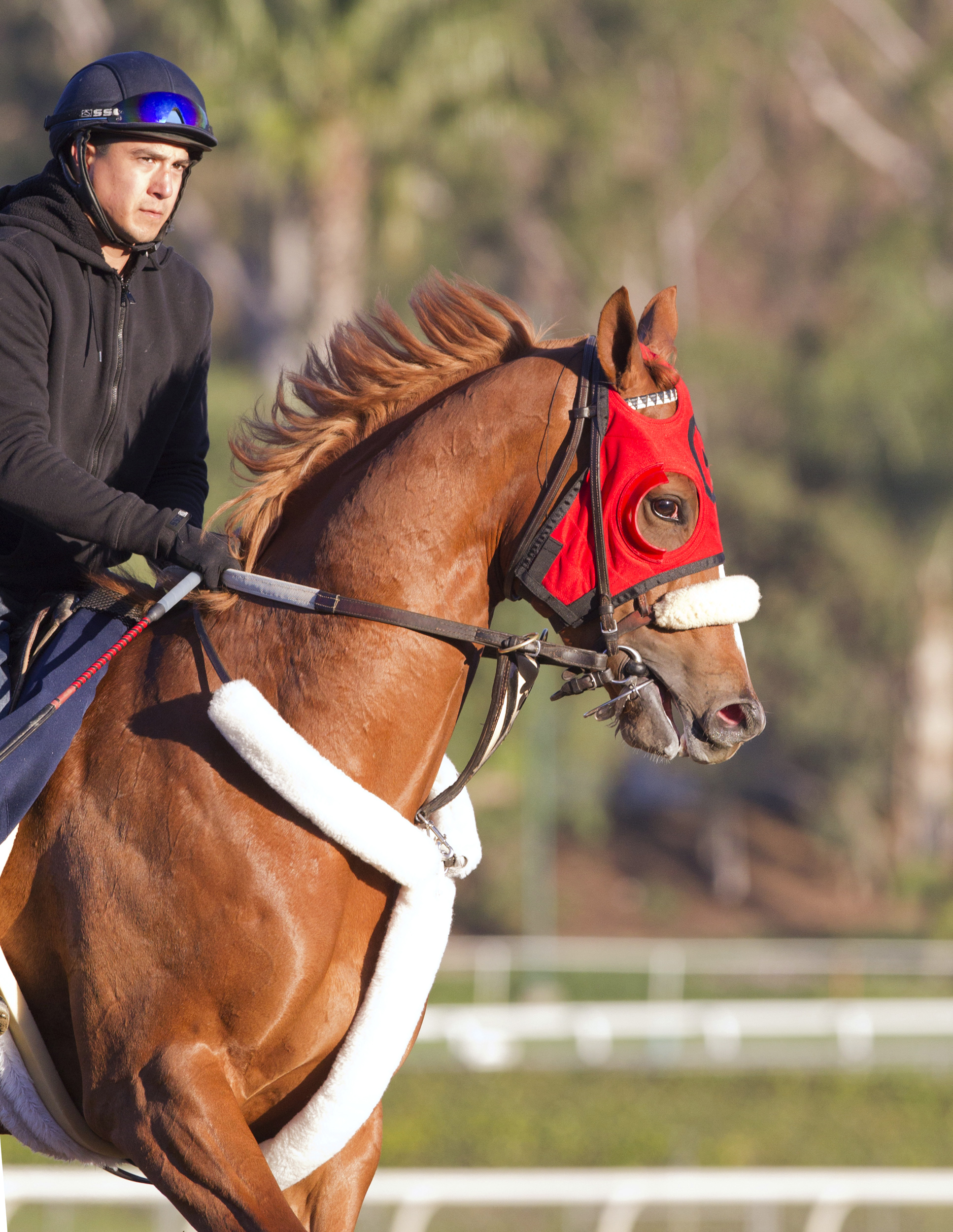 Smokey Image at Santa Anita on Feb. 17