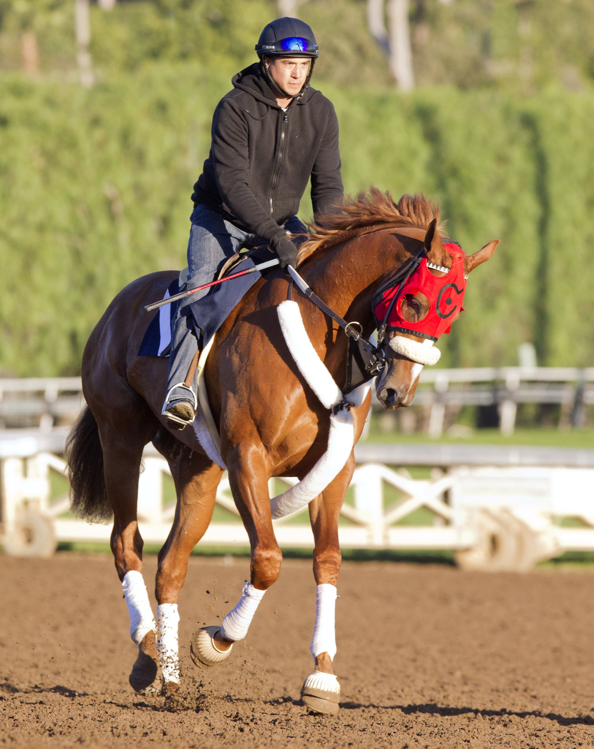 Smokey Image at Santa Anita on Feb. 17