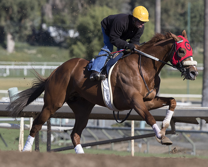 Smokey Image trains at Santa Anita on Feb. 25