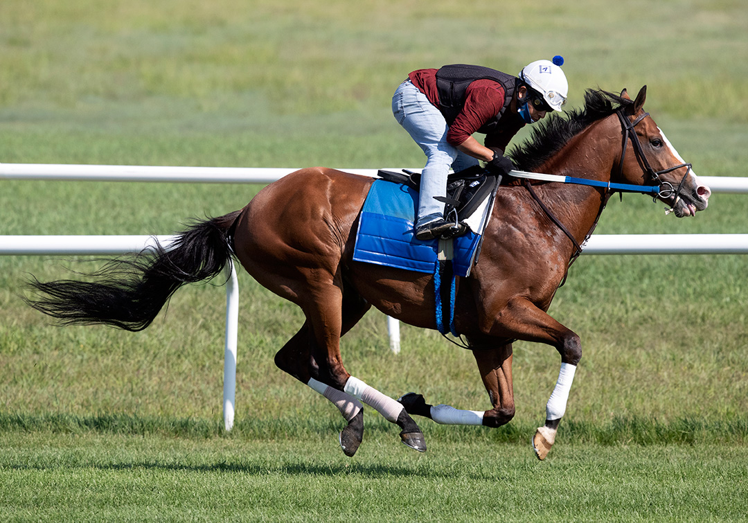 Snapper Sinclair trains at Saratoga Race Course on Aug. 16