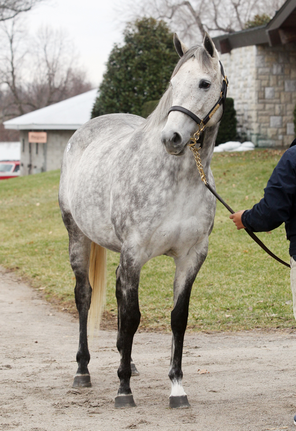 Snow Top Mountain Keeneland sale