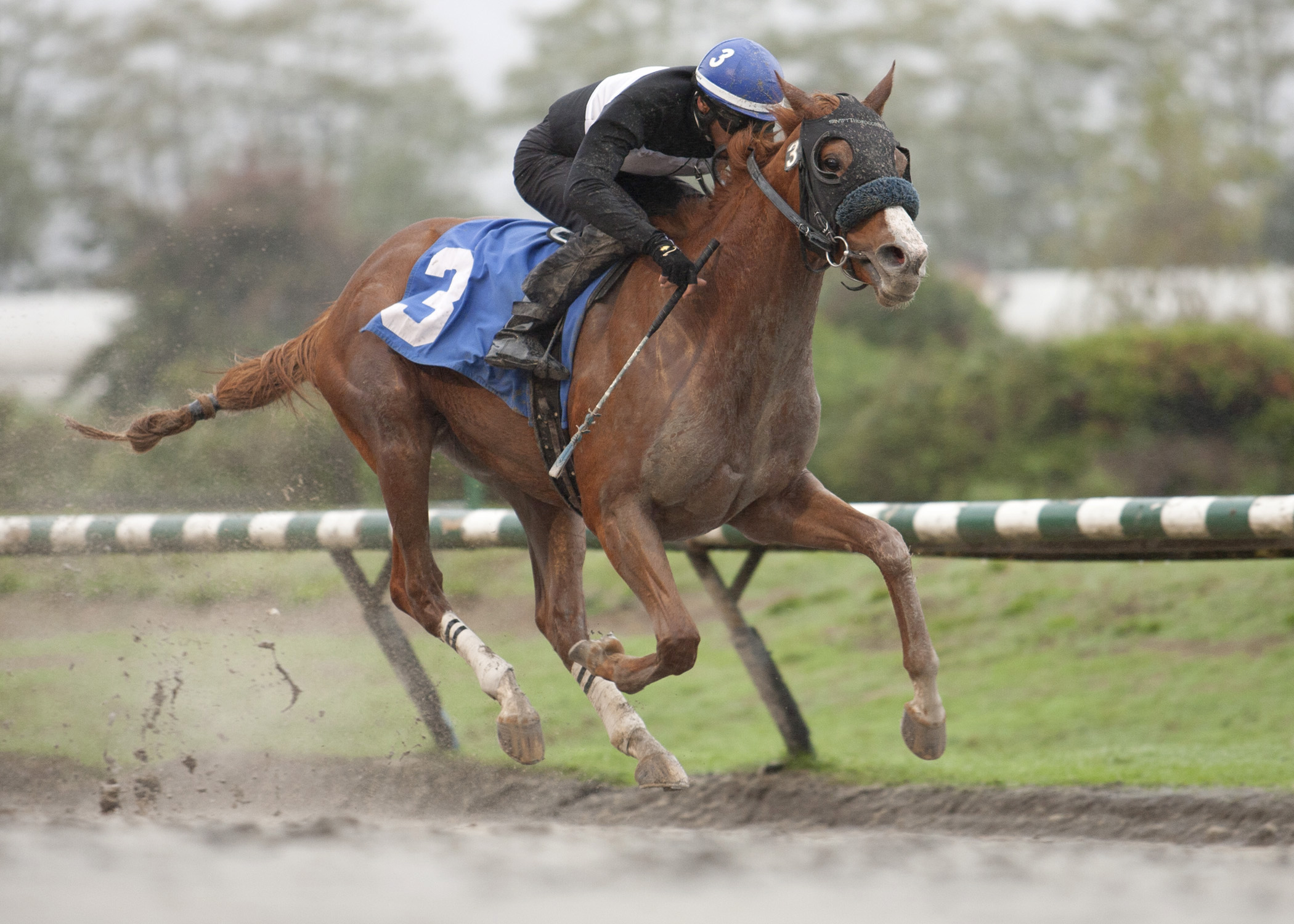 Snuggles wins the Fantasy Stakes