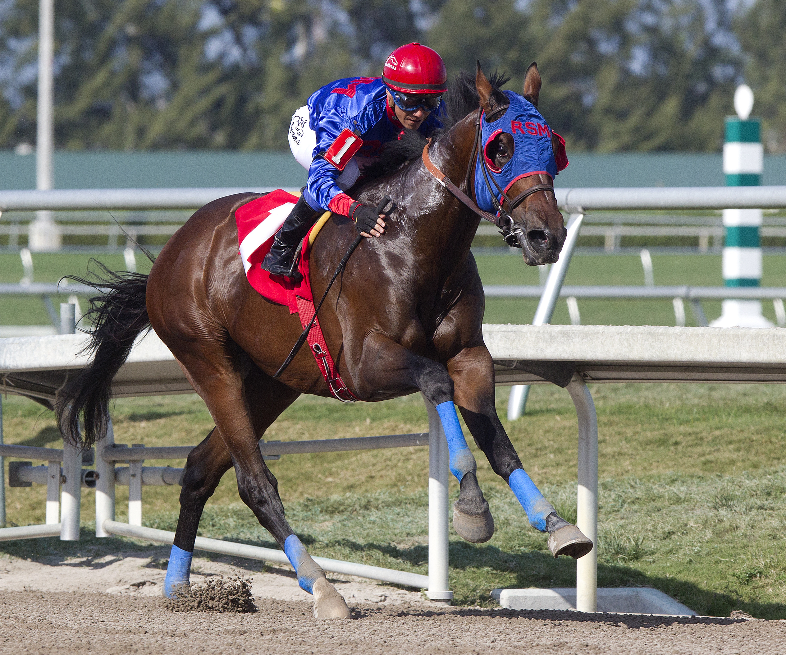 Social Inclusion wins an allowance race