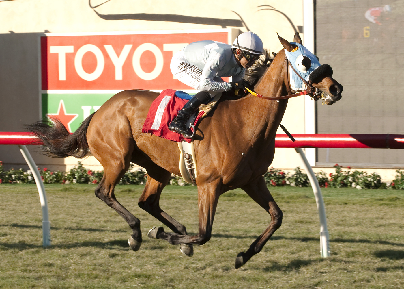 Socialized wins a maiden race on Nov. 14