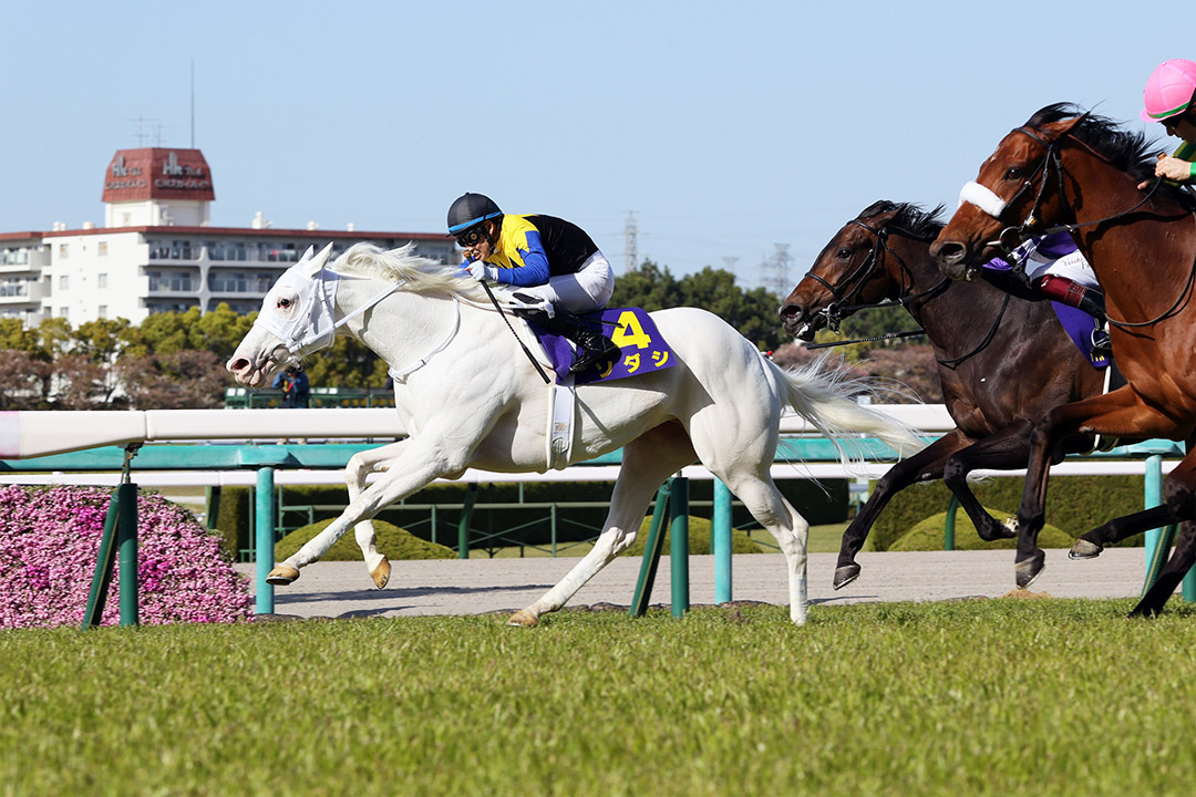 Sodashi wins the 2021 Japanese 1000 Gunieas (Oka Sho Stakes) at Hanshin Racecourse