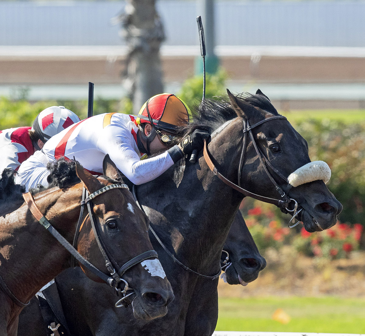 Soi Phet wins the Bertrando Stakes