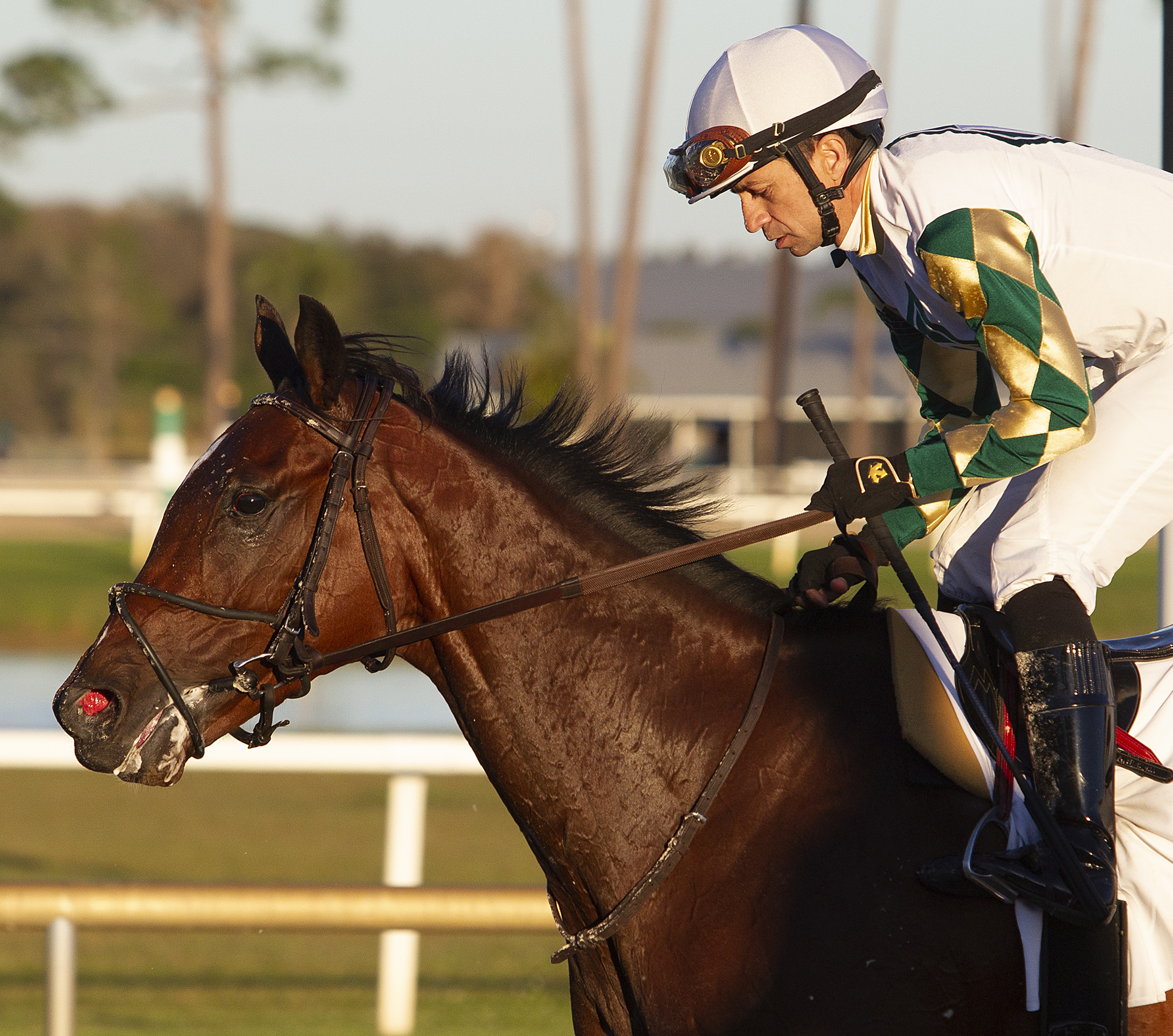 Sole Volante following victory in the 2020 Sam F. Davis