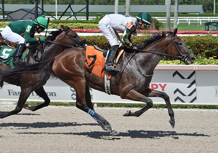 Sole Volante wins a June 10 allowance race at Gulfstream Park