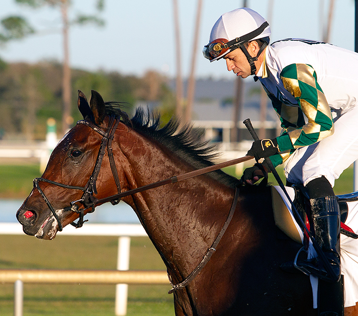 Sole Volante after the 2020 Sam F. Davis Stakes at Tampa Bay Downs