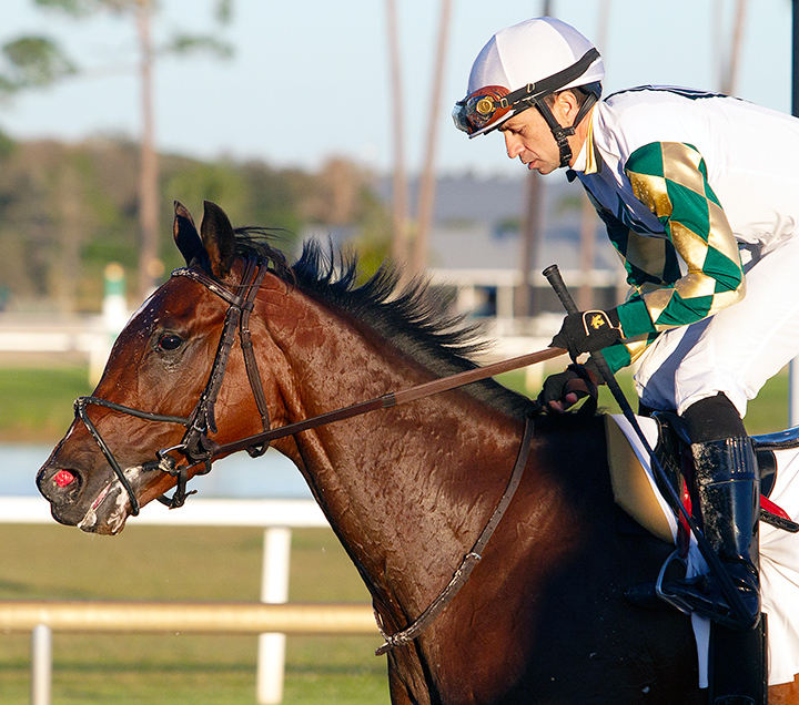 Sole Volante after winning the 2020 Sam F. Davis Stakes at Tampa Bay Downs