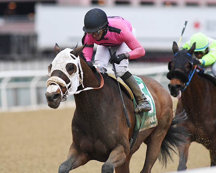 Solid Wager wins the 2019 Toboggan