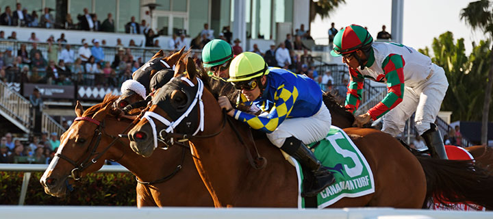Sombeyay (No. 5) wins the Canadian Turf Stakes at Gulfstream Park