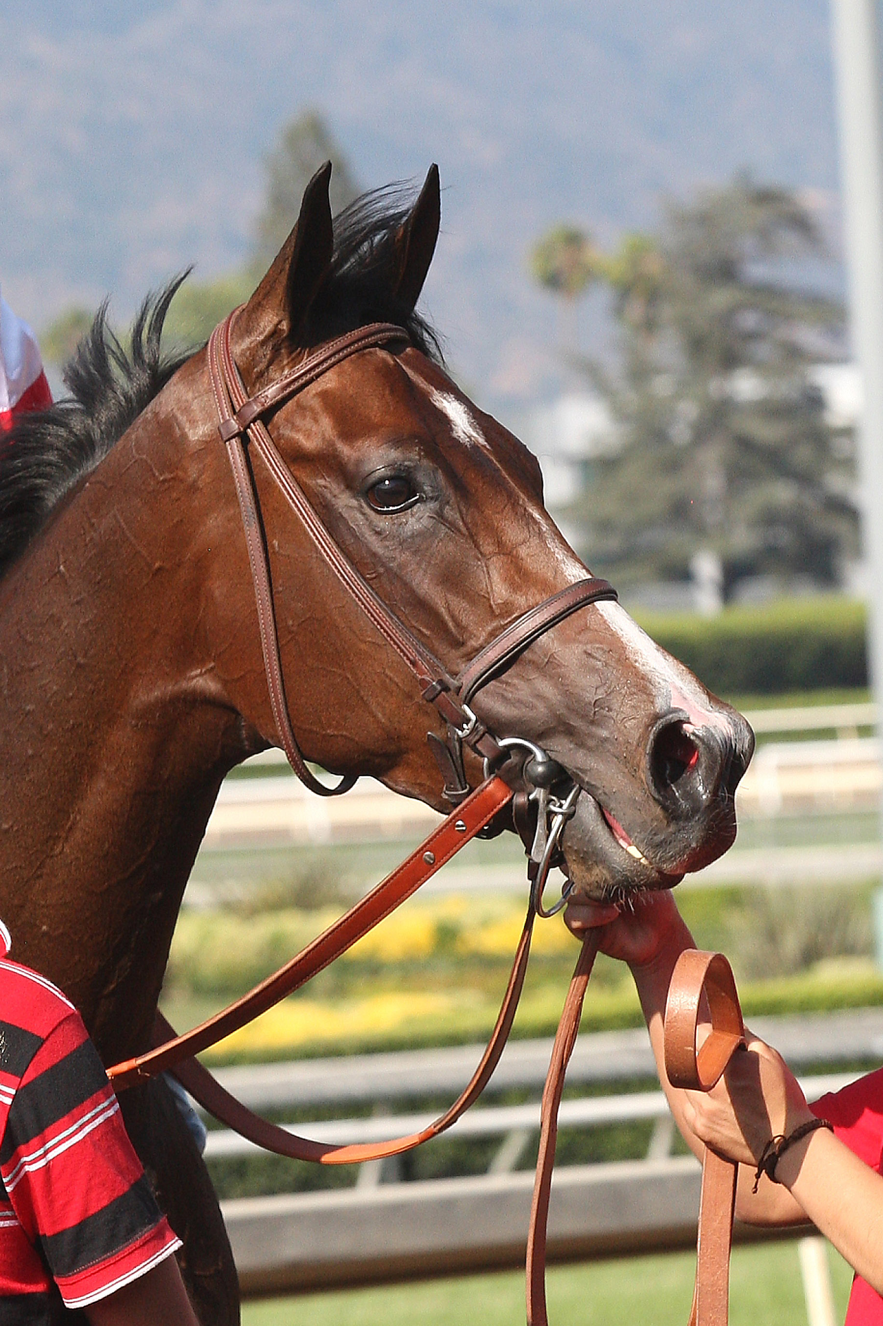 Songbird 06-18-16