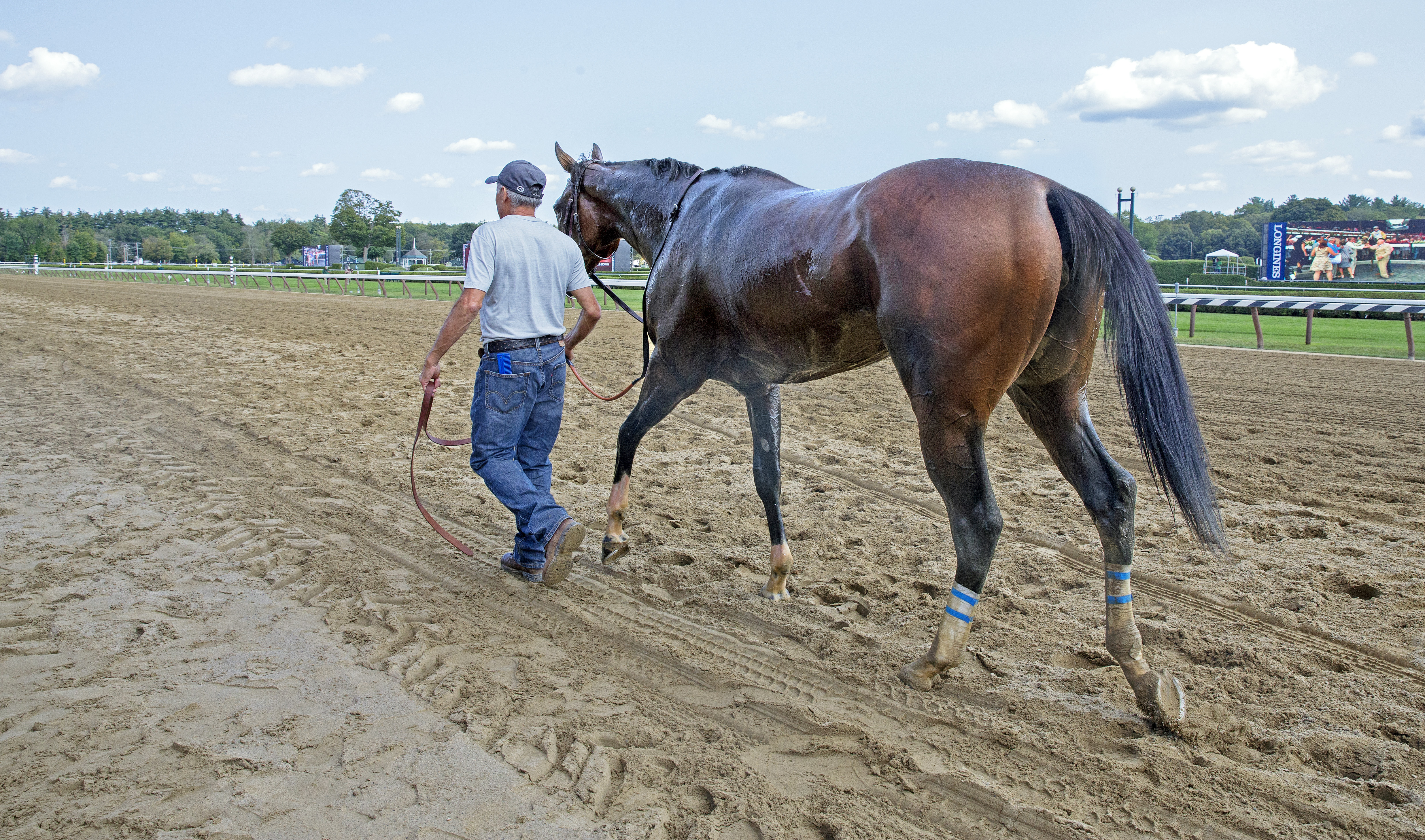 Songbird walks up the track at Saratoga following Personal Ensign defeat 8.26.17