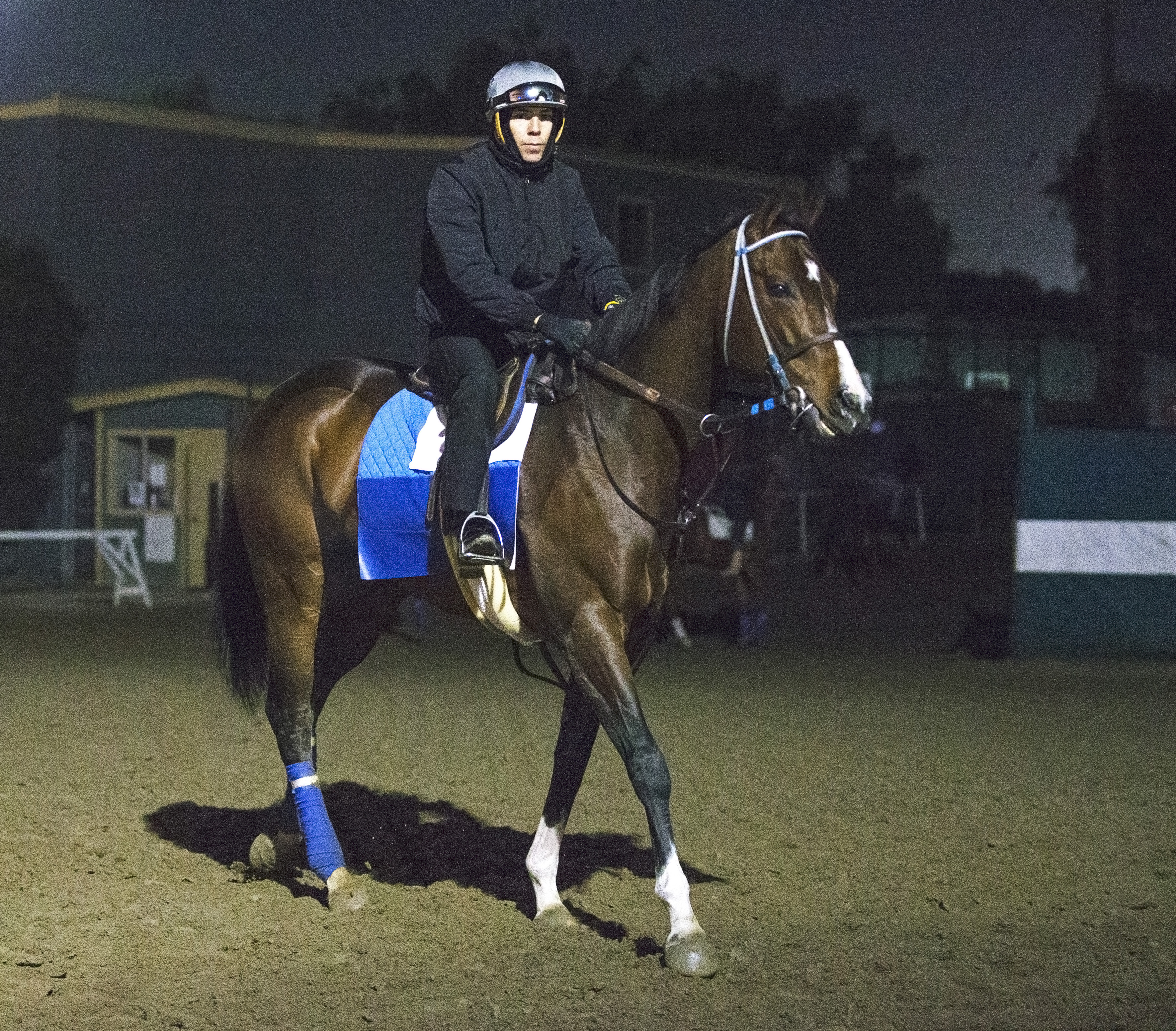 Songbird at Santa Anita Park on Feb. 27