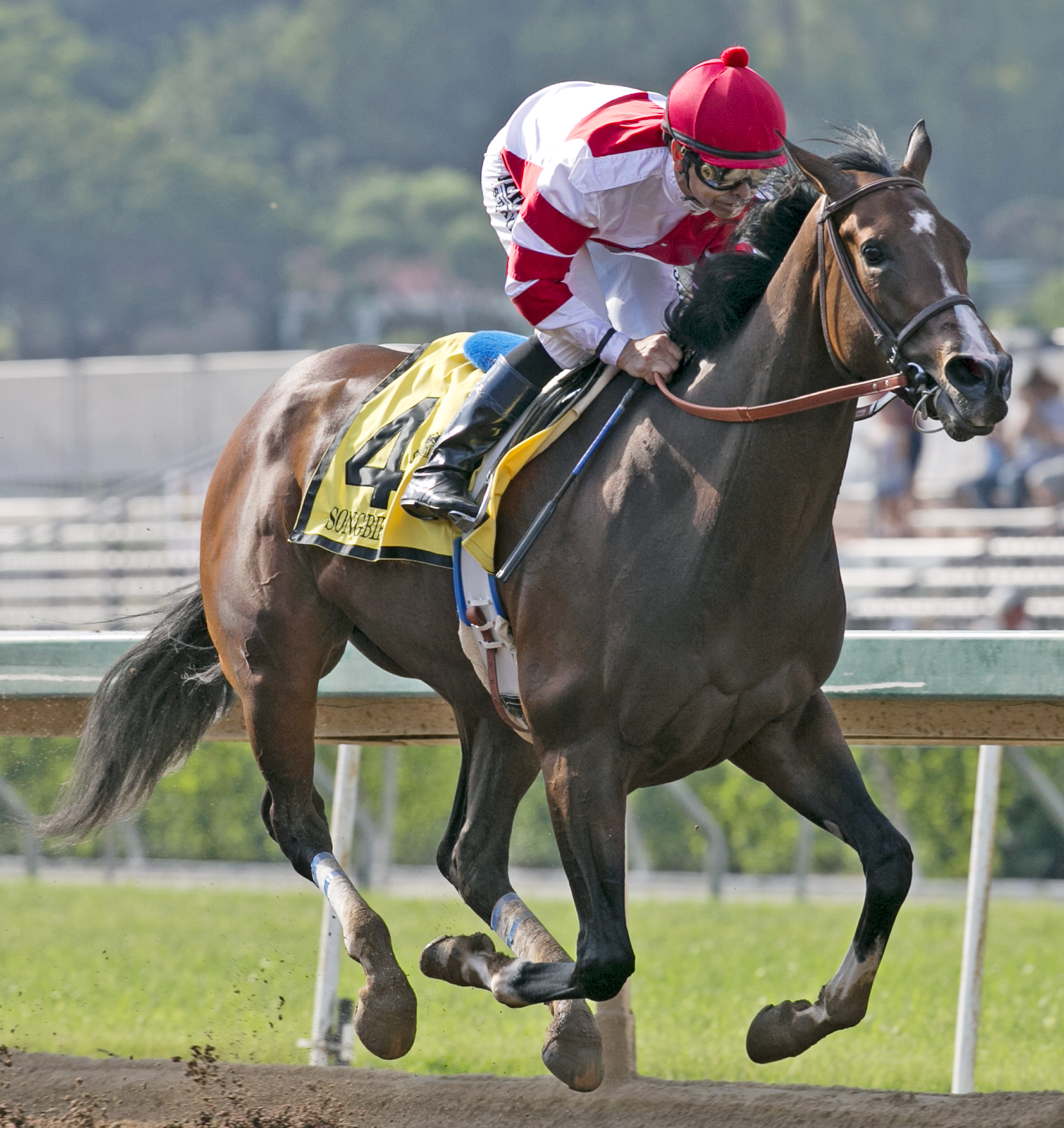 Songbird 6-18-2016