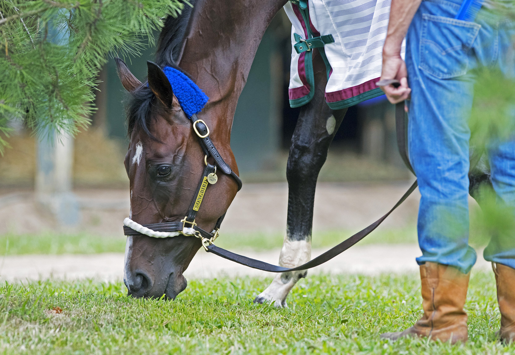 Songbird in August 2017