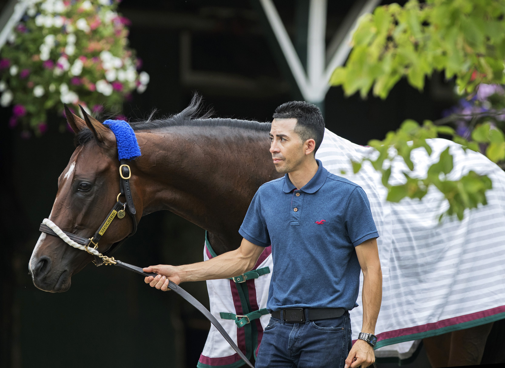 Songbird in August 2017