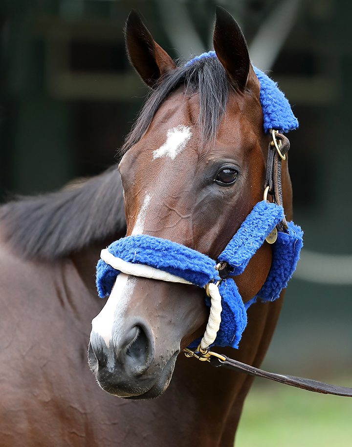 Songbird 2017