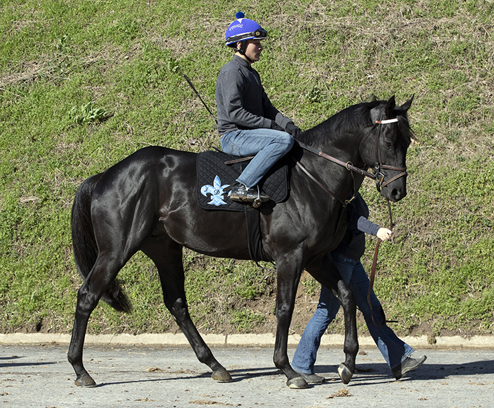 Sonneteer at Oaklawn Park in March 2019