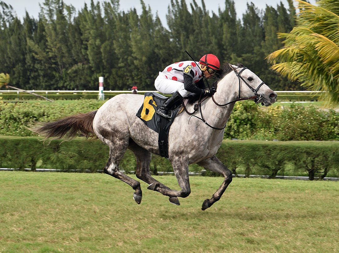 Souper Watson wins a Nov. 11 maiden race at Gulfstream Park West