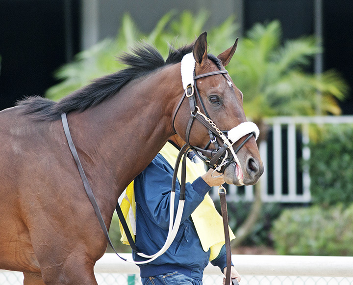 Souperfast at Tampa Bay Downs in 2016