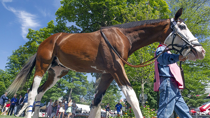Southern Phantom at Saratoga Race Course
