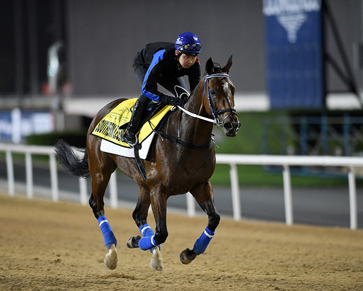 Southern Legend at Meydan Racecourse in March 2019