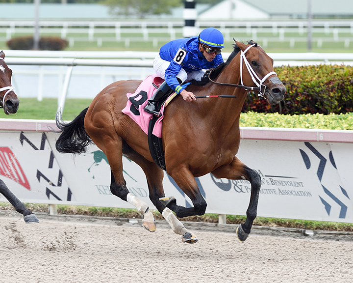 Spa City wins a Feb. 8 maiden race at Gulfstream Park