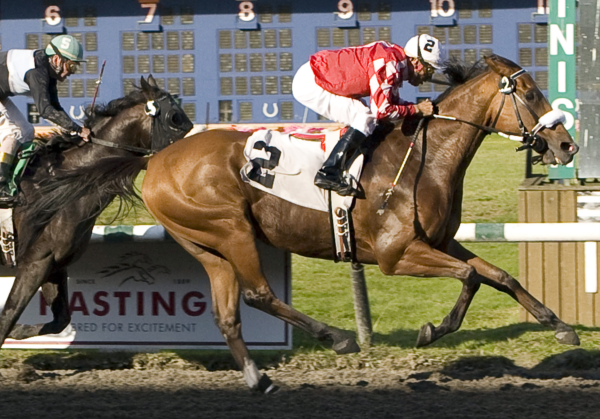 Spaghetti Mouse wins the 2008 SW Randall Plate Handicap
