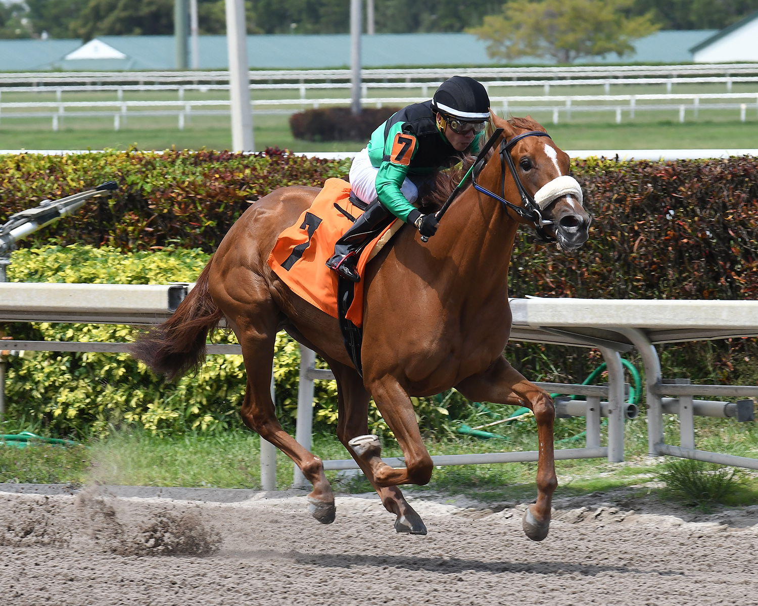 Spanish Harlem wins a May 10 allowance race