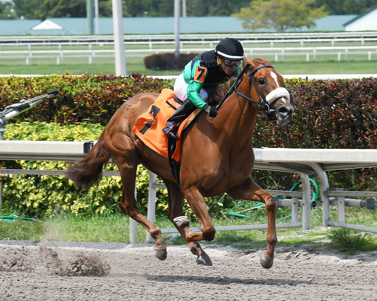 Spanish Harlem wins a May 10 allowance race