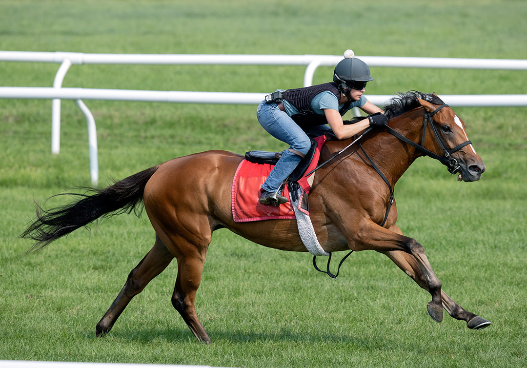 Spanish Loveaffair works at Saratoga Race Course on Aug. 8