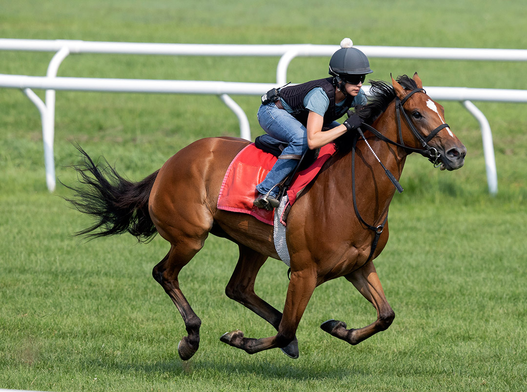 Spanish Loveaffair trains at Saratoga Race Course on Aug. 8