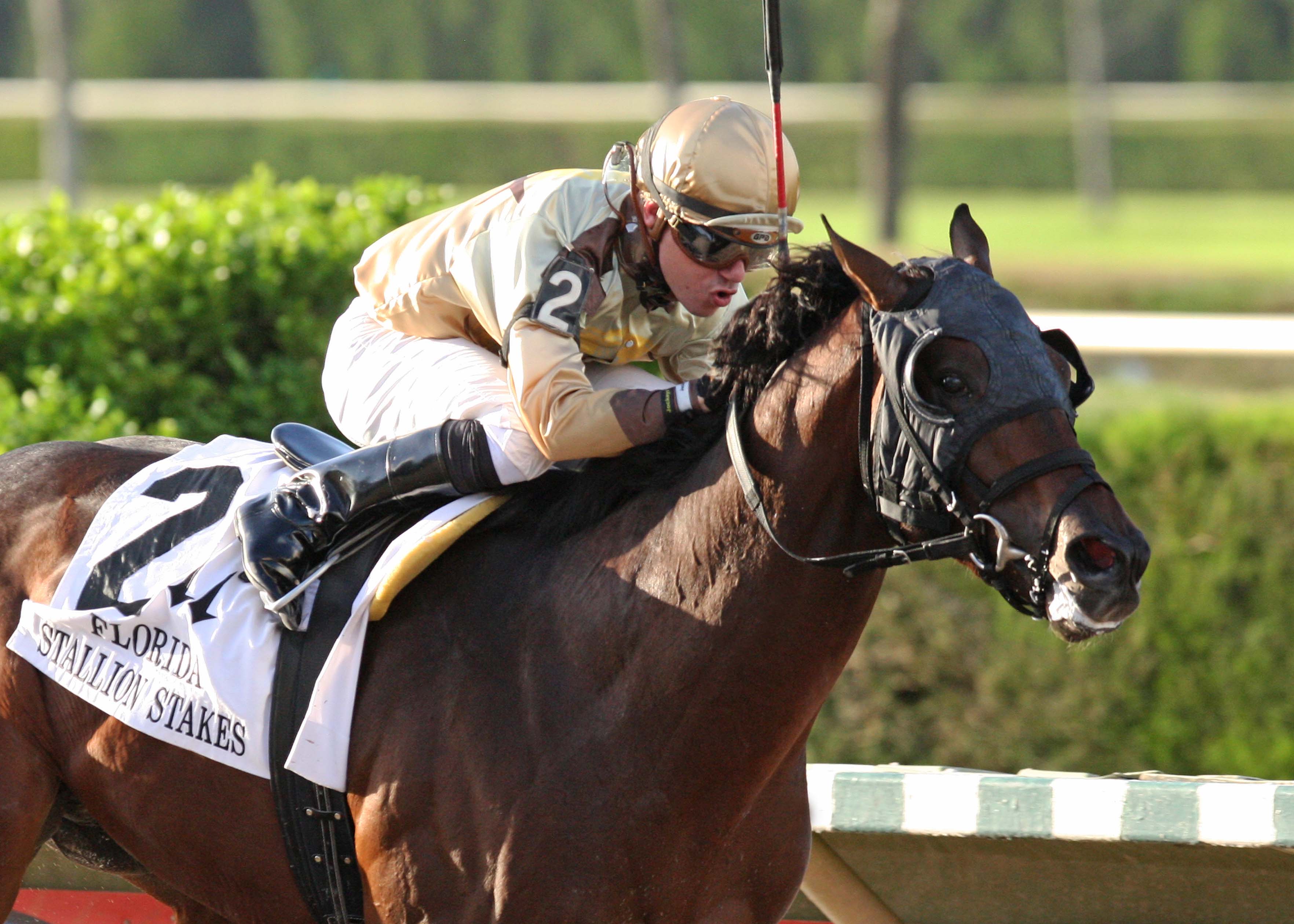 Speak Logistics, Florida Stallions In Reality