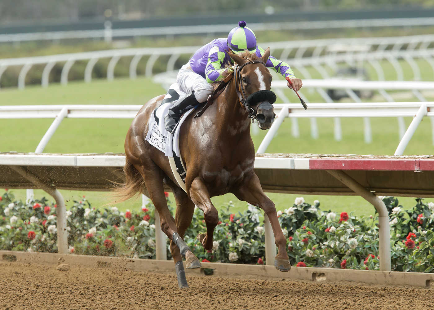 Spectator wins the 2017 Sorrento Stakes