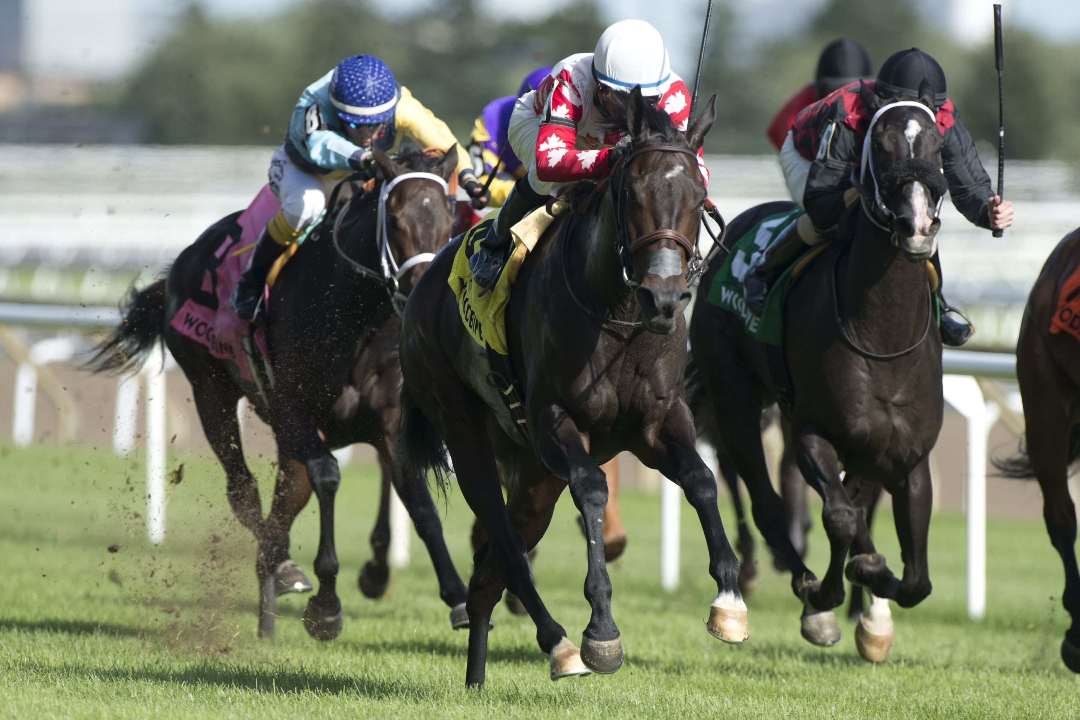 Speedy Soul wins the Passing Mood Stakes at Woodbine 8-31-2019.MB