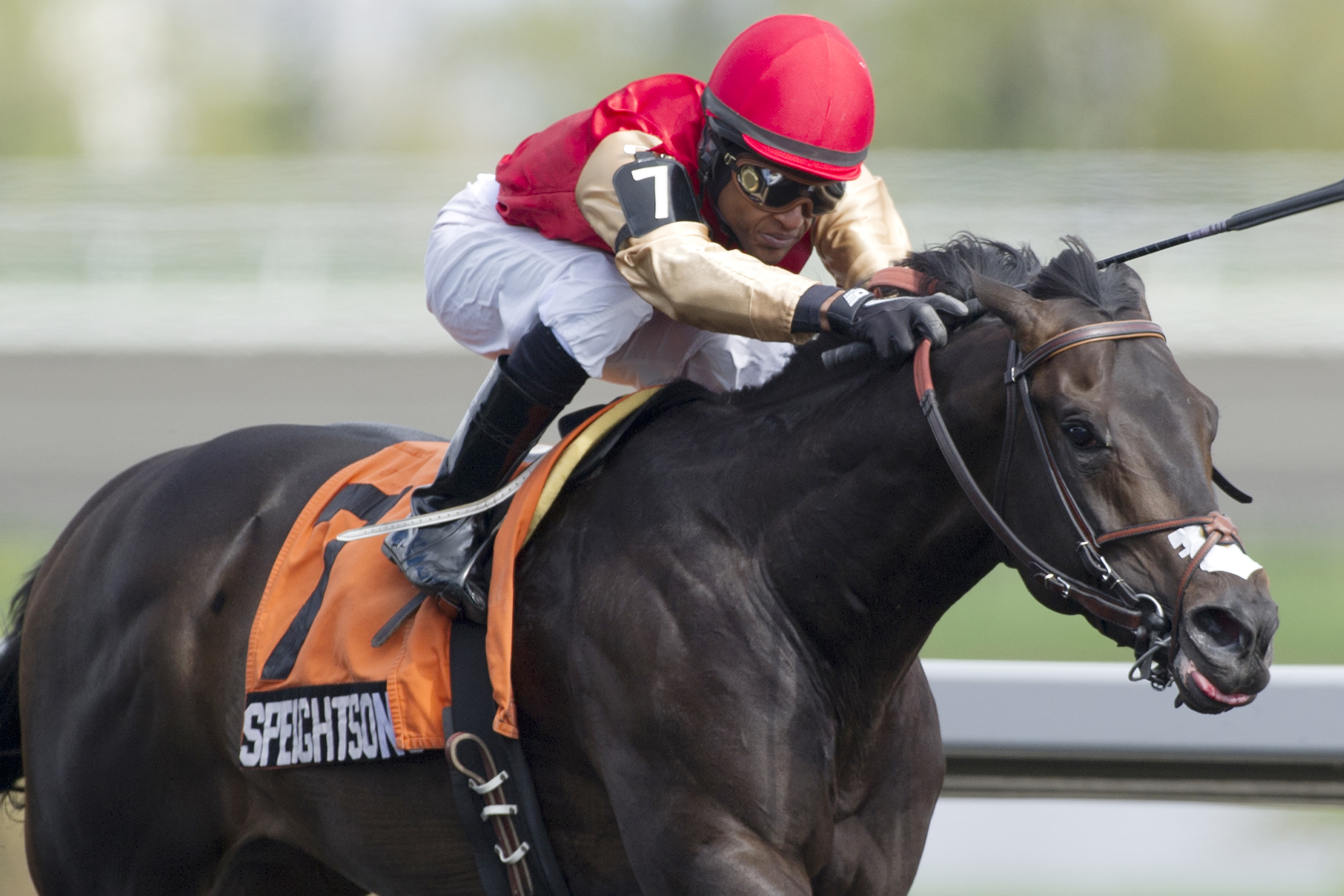 Speightsong wins the Queenston Stakes