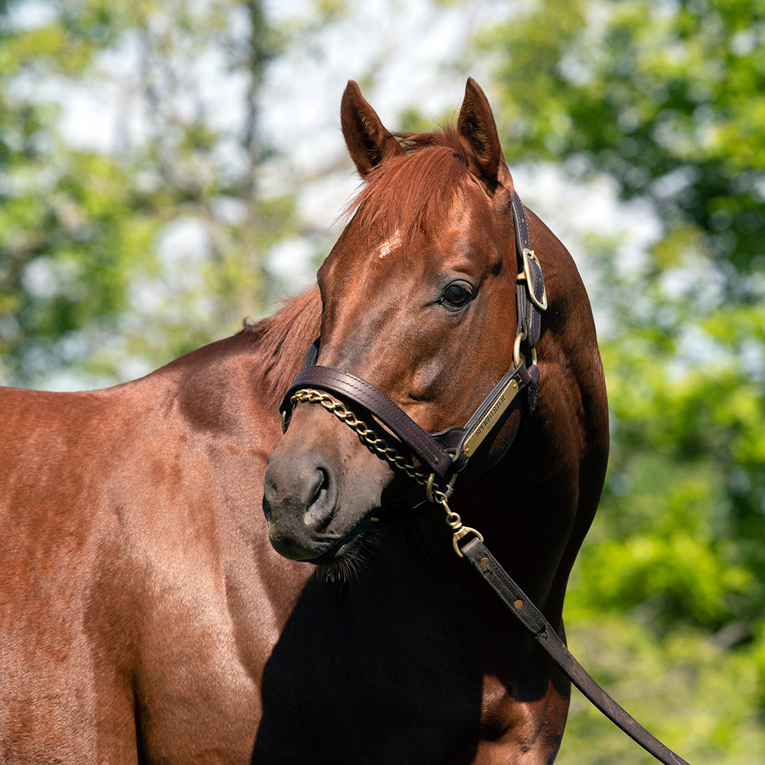 Speightster at WinStar Farm in 2019